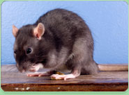 rat control Northolt