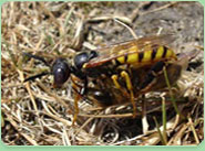 wasp control Northolt